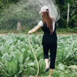 Bewässerung in einem Gemüsegarten